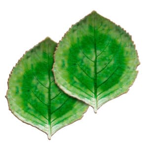 Set Hydrangea rivera tomate